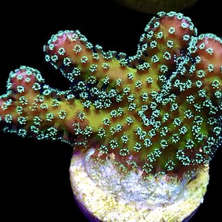 WYSIWYG 7H Ultra Stylophora Frag