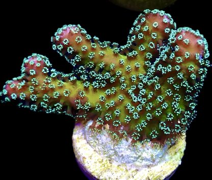 WYSIWYG 7H Ultra Stylophora Frag