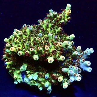 WYSIWYG 20H M.O.C Acropora Frag Large