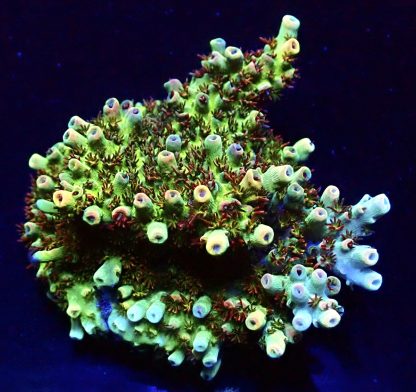 WYSIWYG 20H M.O.C Acropora Frag Large