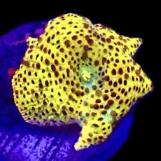 WYSIWYG Ultra Discosoma Mushroom A6