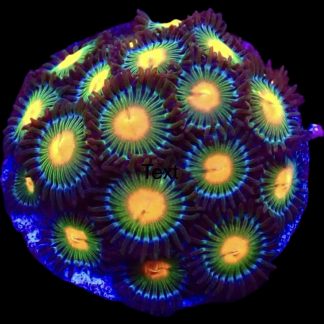 Gorilla Nipple Zoanthid Frag 10+ Polyps