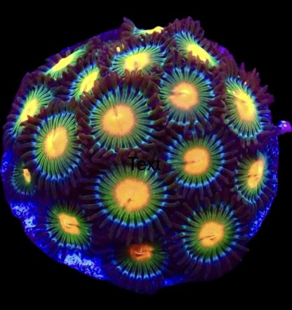 Gorilla Nipple Zoanthid Frag 10+ Polyps