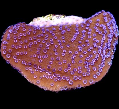 WYSIWYG L2 Blue Polyped Plating Montipora Frag