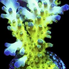 WYSIWYG 13i Violet Venom Acropora Frag Large