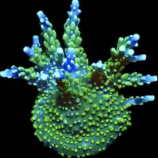 WYSIWYG 17G Purple Monster Acropora Frag Extra Large
