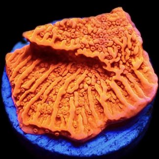 WYSIWYG 14C Orange Plating Montipora Frag
