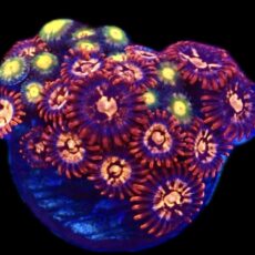 WYSIWYG  Zoanthid Frag C57