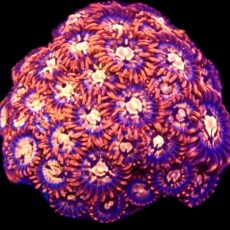 WYSIWYG  Zoanthid Frag C58