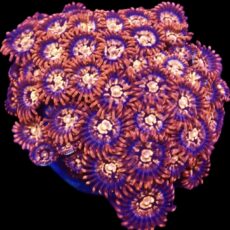 WYSIWYG  Zoanthid Frag C59