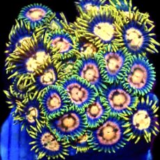 WYSIWYG Zoanthid Frag C61