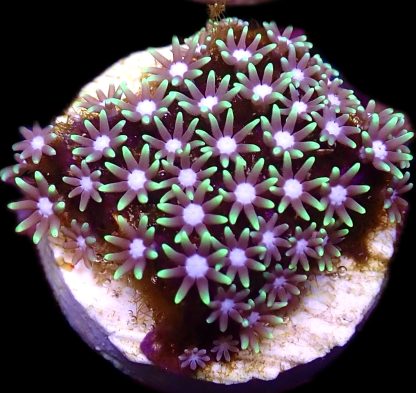 White Centre Short Polyped Star Polyps