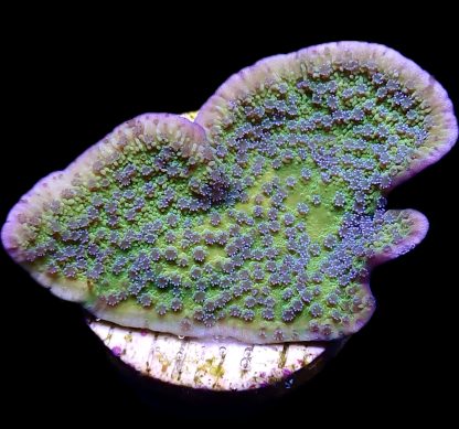 WYSIWYG 20C M.O.C. Pink Rim/Purple Polyped Plating Montipora Capricornis