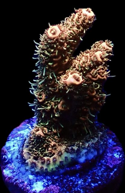 WYSIWYG 11H Bronze Adonis Millepora Frag