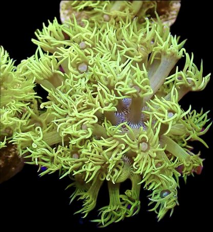 WYSIWYG T3 Highlighter Goniopora Frag (25+ Polyps)