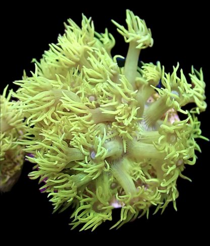 WYSIWYG T2 Highlighter Goniopora Frag (25+ Polyps)