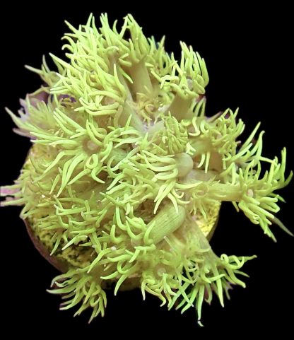 WYSIWYG T4 Highlighter Goniopora Frag (25+ Polyps)