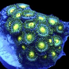 Juniper Glow Zoanthid Frag  (10+ Polyps)