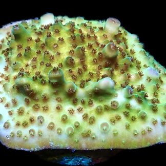 WYSIWYG 29A Tabling Acropora