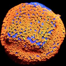 WYSIWYG 15D Rainbow Montipora