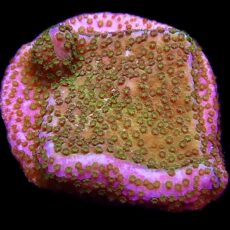 WYSIWYG M23 Pokerstar Montipora Frag