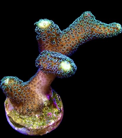 WYSIWYG 8B Iridescent Shimmer Stylophora Frag Large