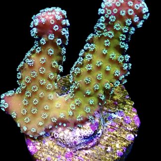 WYSIWYG 18G Ultra Stylophora Frag