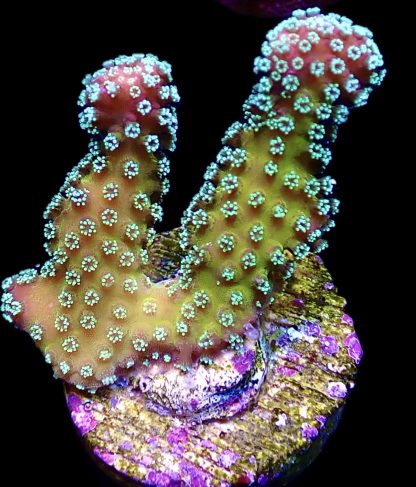 WYSIWYG 18G Ultra Stylophora Frag