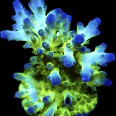 WYSIWYG 12G Violet Venom Acropora Frag