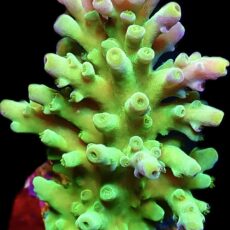 WYSIWYG 13H Candy Apple Acropora