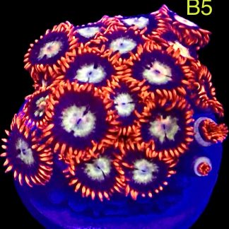 WYSIWYG Zoanthid Frag B5