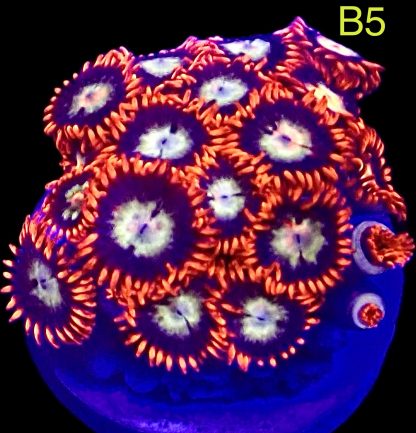 WYSIWYG Zoanthid Frag B5