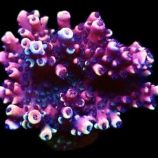 WYSIWYG 15G Pink Cadillac Acropora
