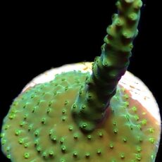 WYSIWYG 20D Joker Acropora Frag
