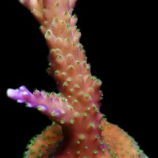 WYSIWYG 26C Purple Acropora Nana Frag Large