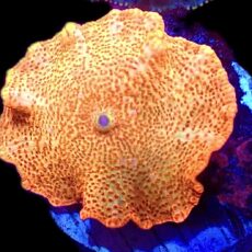 WYSIWYG 30H Golden Idol Mushroom
