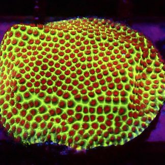 WYSIWYG A1 Strawberry / Lime Porites Frag