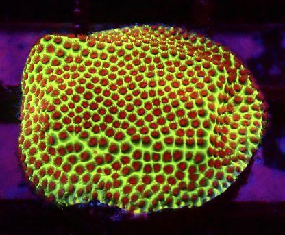 WYSIWYG A1 Strawberry / Lime Porites Frag