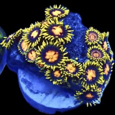 WYSIWYG Zoanthid Frag R18