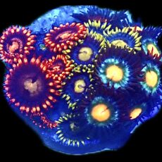 WYSIWYG Zoanthid Frag R19