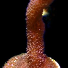 WYSIWYG M13 Purple Montipora Digitata