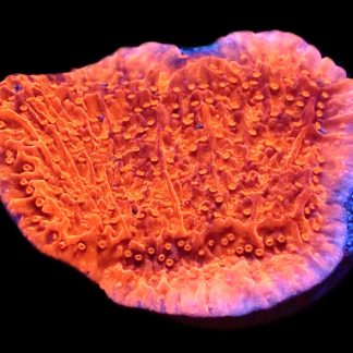 WYSIWYG 10H Orange Plating Montipora Frag