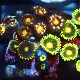 WYSIWYG Zoanthid Frag Q47