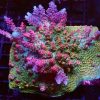 Bill Murray Acropora Frag