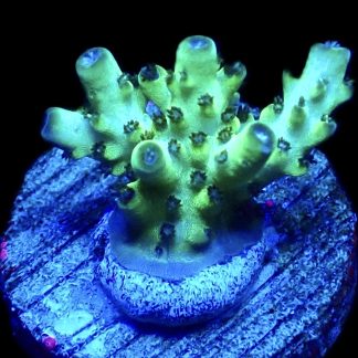 WYSIWYG 21H Berry Blast Acropora Granulosa Frag