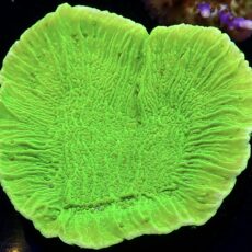 WYSIWYG 13A Toxic Lime Plating Montipora Frag Extra Large