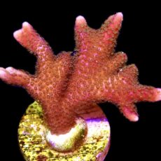 WYSIWYG 15C Purple Montipora Digital Large
