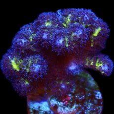 WYSIWYG M12 Golden Rod Pocillopora Frag Large