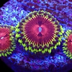 WYSIWYG 31F Pirates Blood Zoanthid Frag