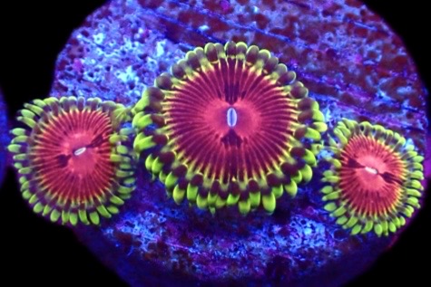 WYSIWYG 31F Pirates Blood Zoanthid Frag